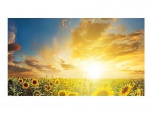 A rising sun over sunflower fields to demonstrate the impact of Circadian Lighting Visual Timing Light